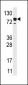 EPS15 Antibody (C-term)